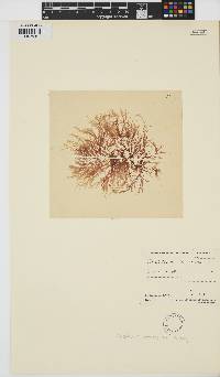 Rhabdonia coccinea image