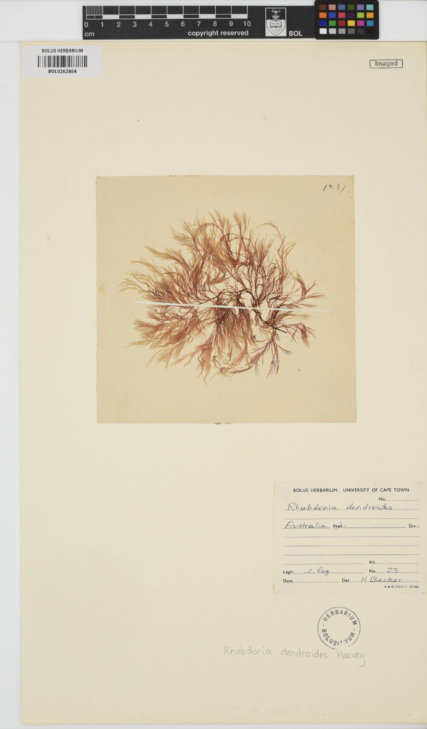 Rhabdonia coccinea image