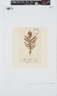 Ptilota densa image
