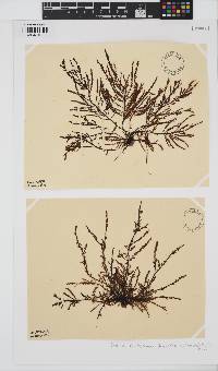Ptilota densa image
