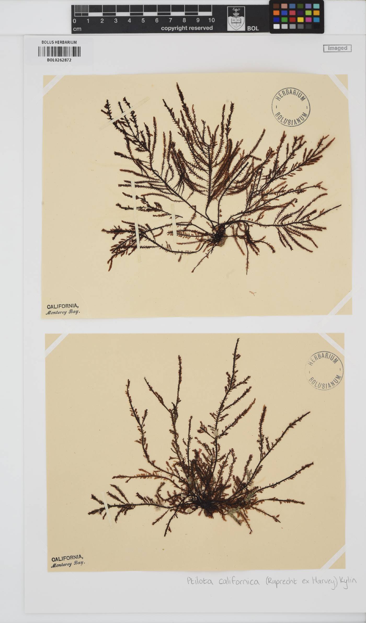 Ptilota densa image