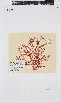 Euptilota articulata image