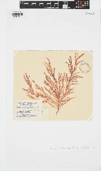 Euptilota articulata image