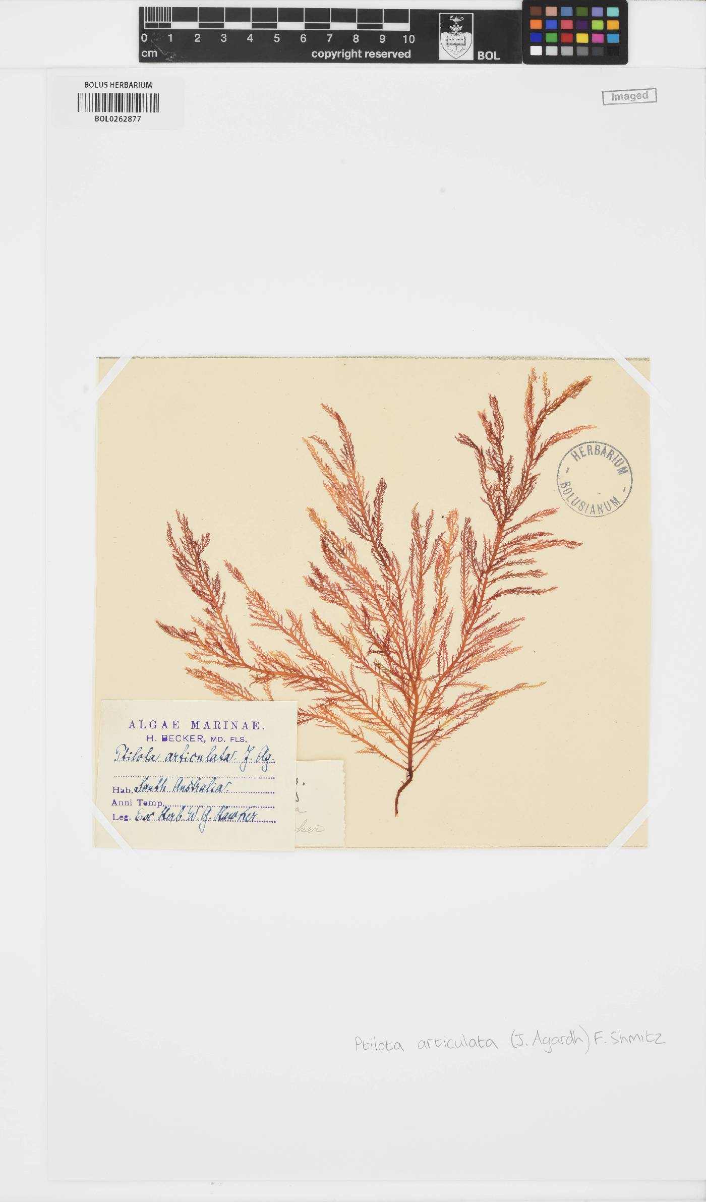 Euptilota image