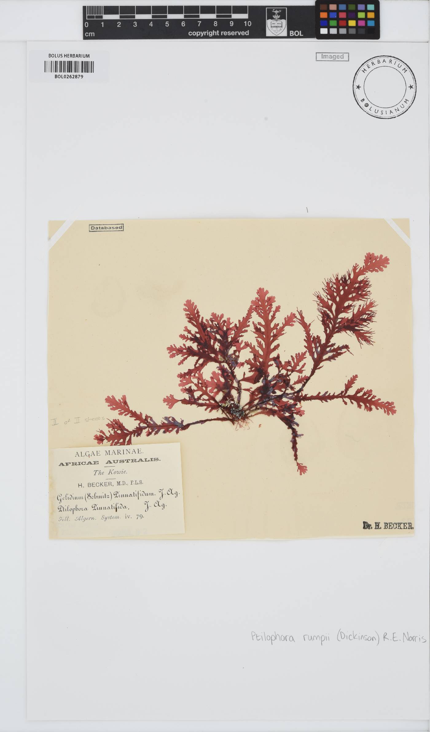 Ptilophora rumpii image