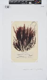 Pterochondria woodii image