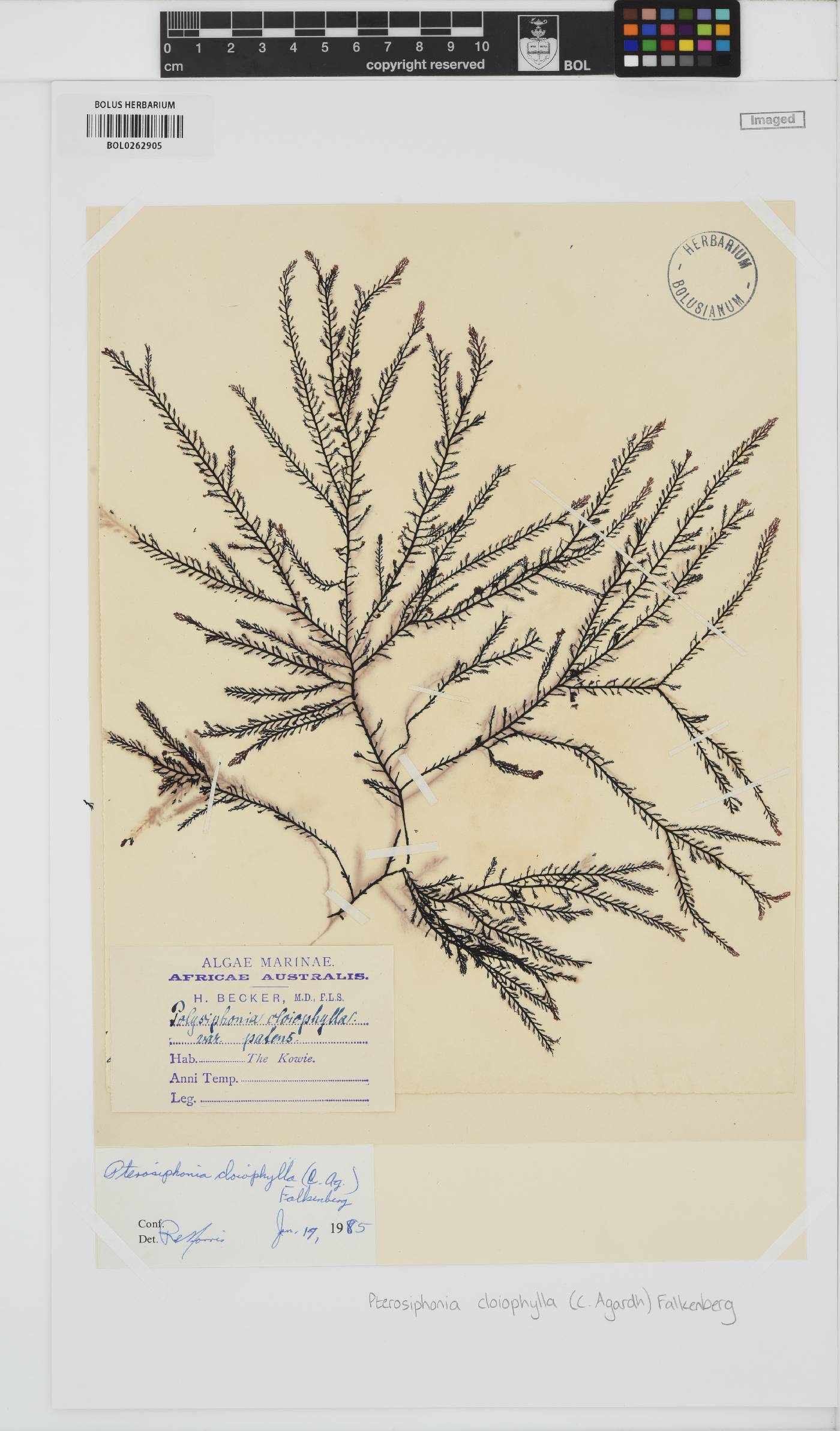 Pterosiphonia cloiophylla image