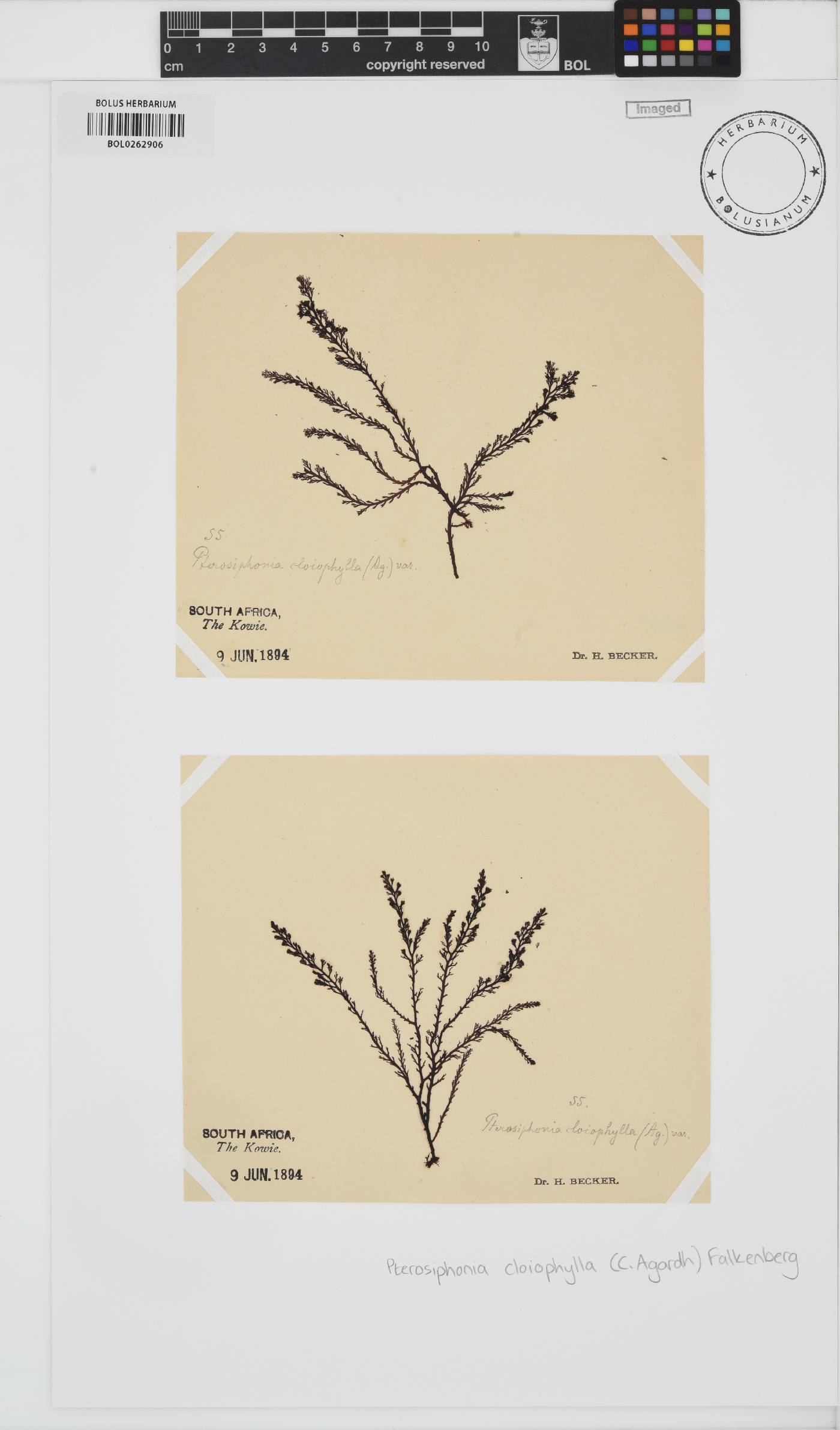 Pterosiphonia cloiophylla image