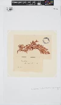 Pterocladia lucida image