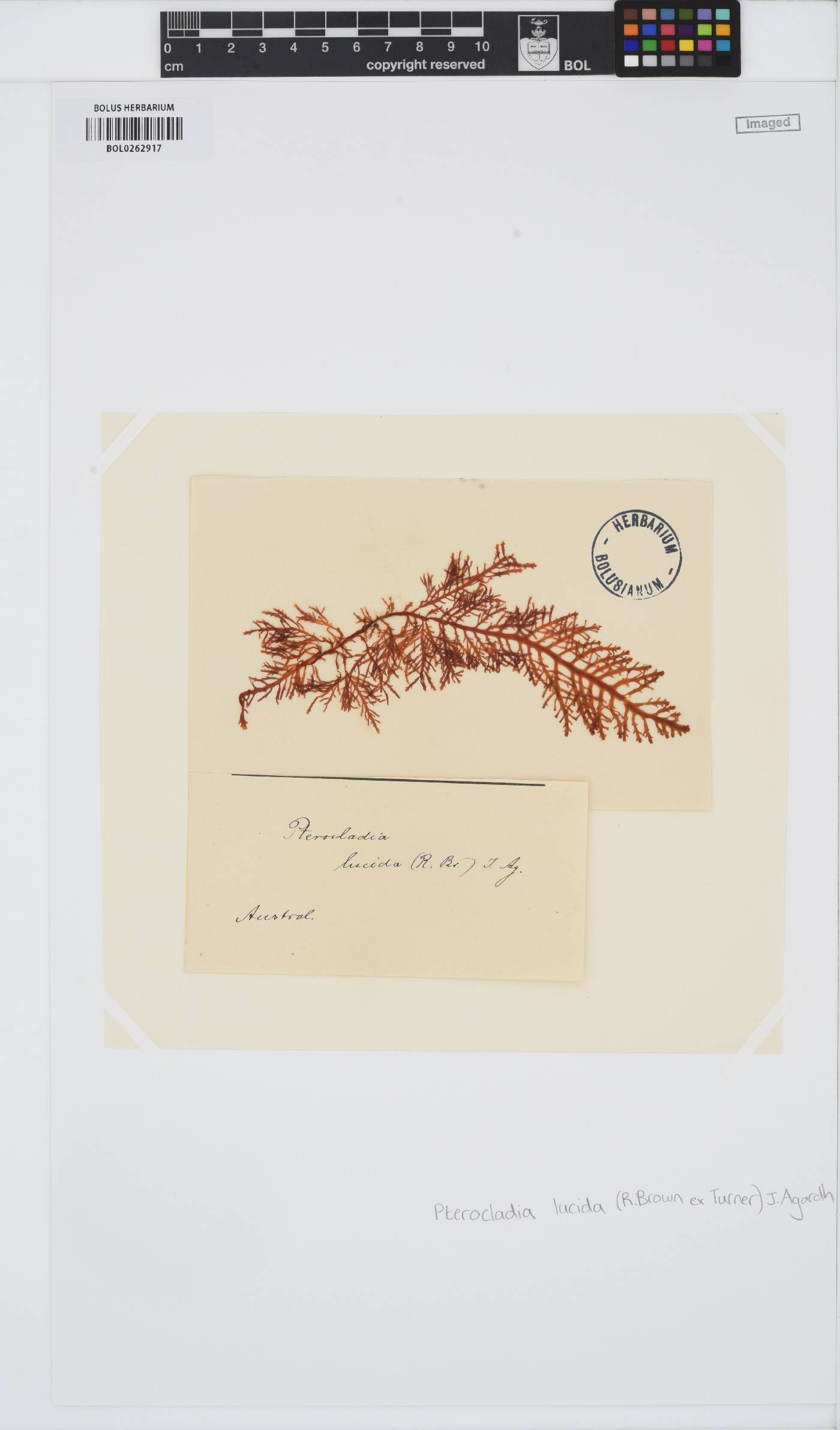 Pterocladia lucida image
