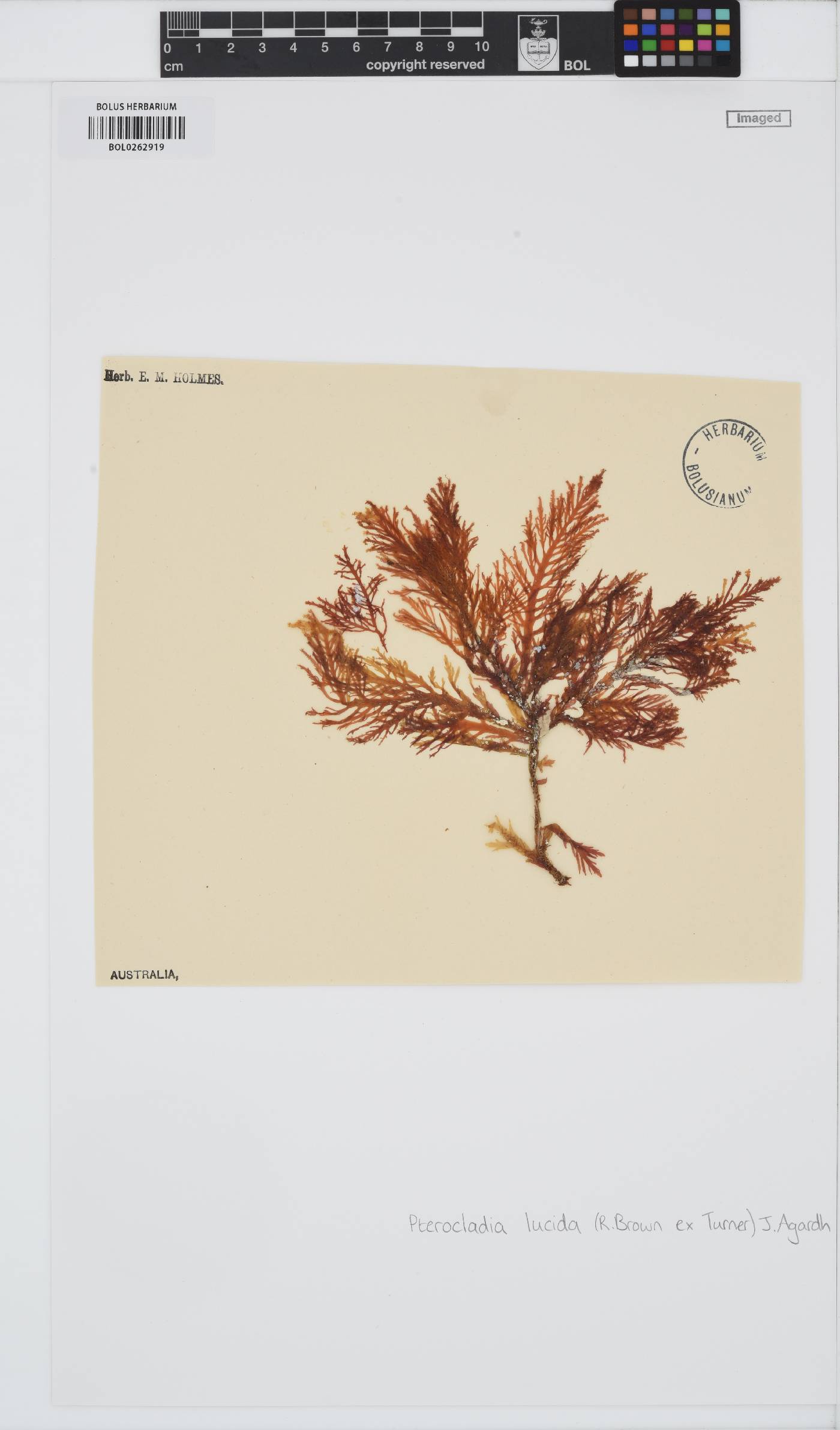 Pterocladia lucida image