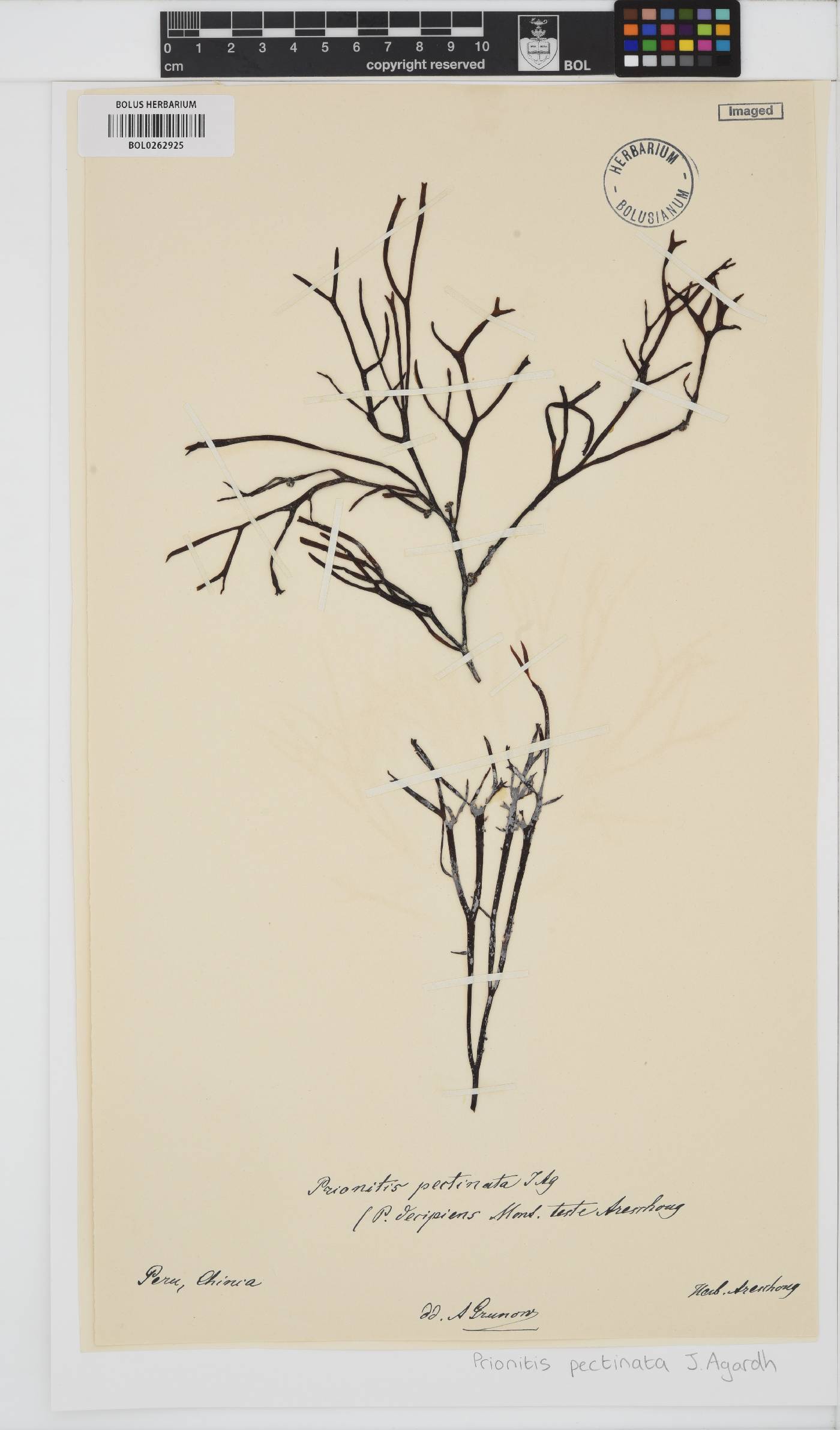 Prionitis decipiens image