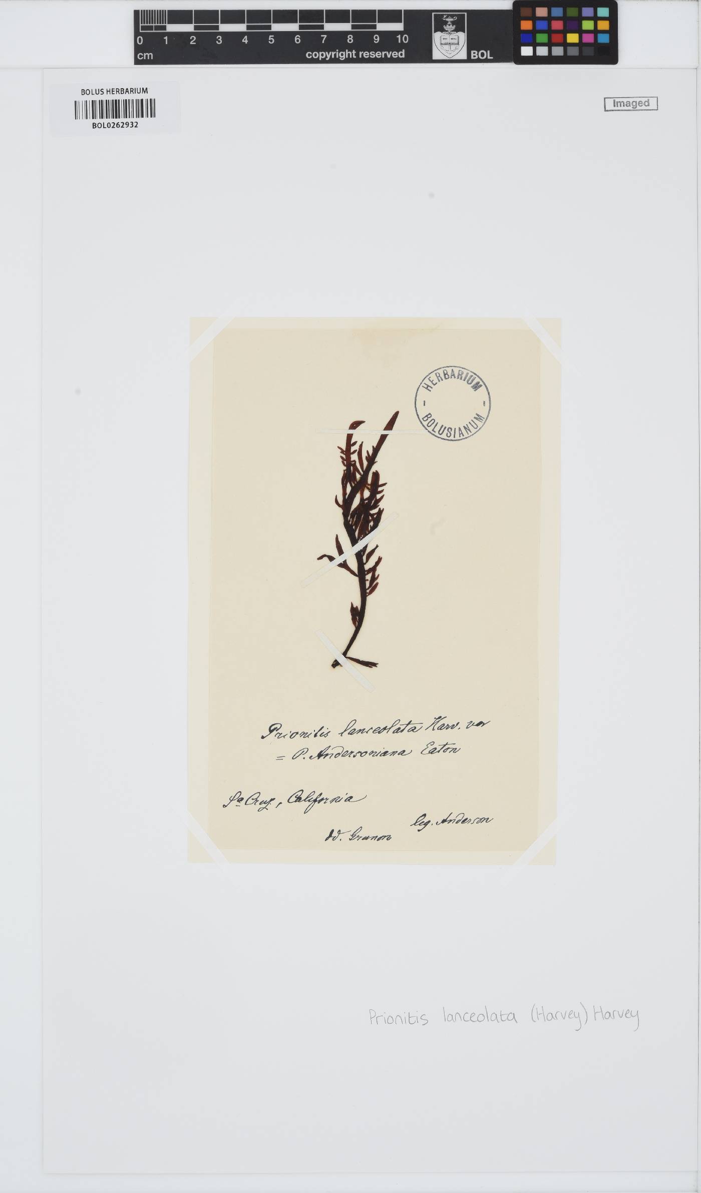 Prionitis lanceolata image