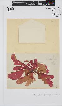 Thamnophyllis pocockiae image
