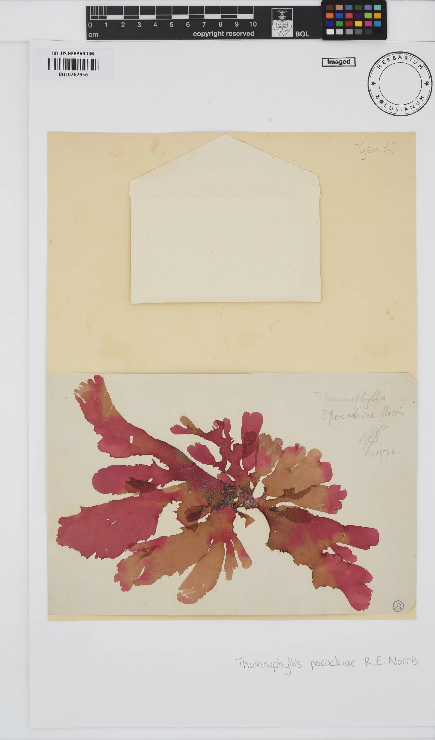 Thamnophyllis pocockiae image