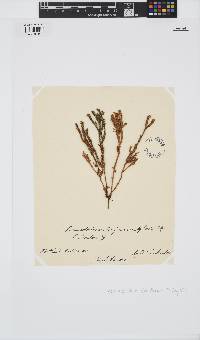 Thamnoclonium dichotomum image