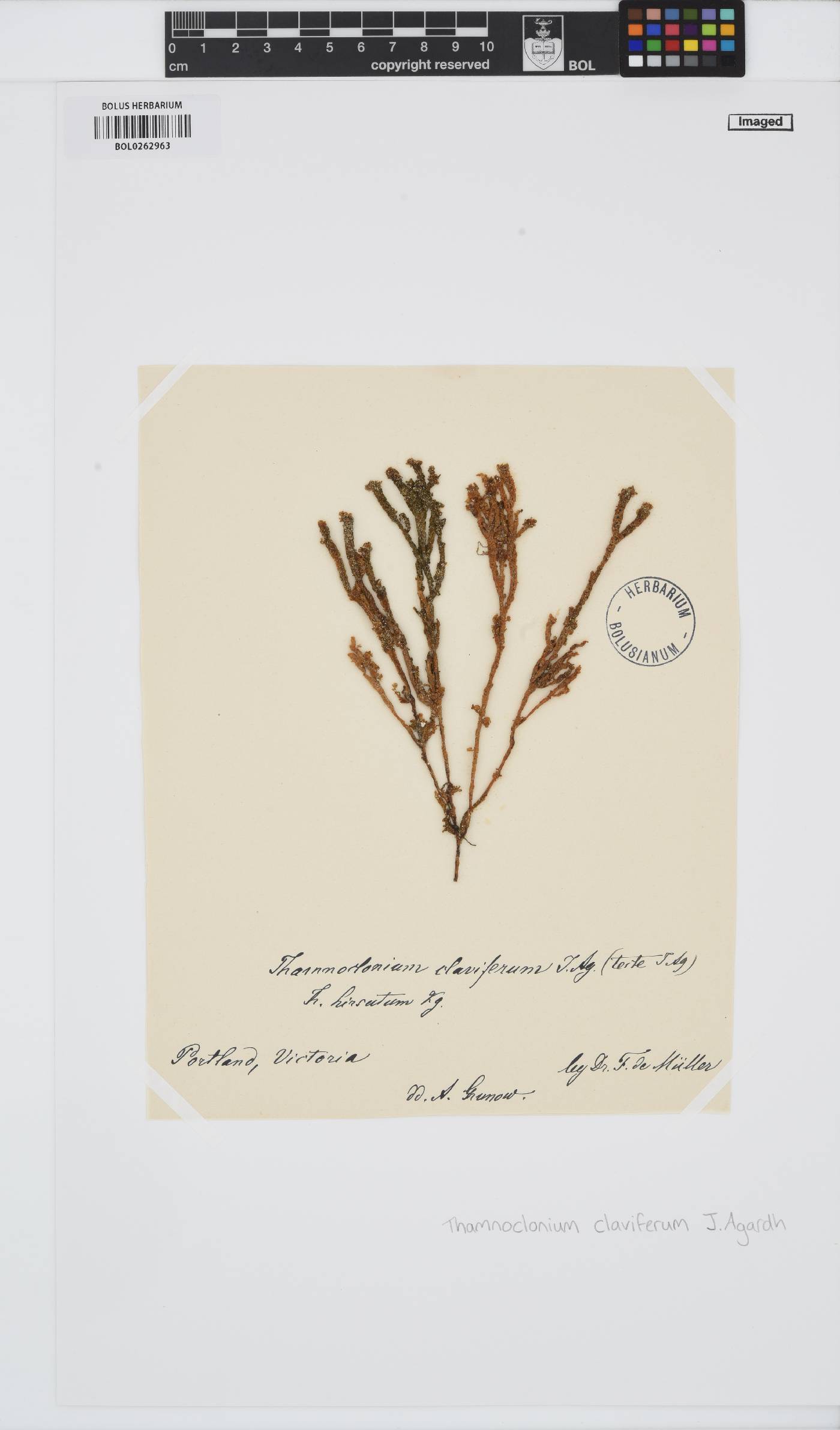 Thamnoclonium dichotomum image