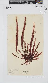 Gelidium vittatum image