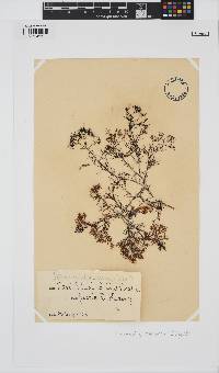 Melanema dumosum image