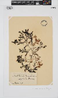 Melanema dumosum image