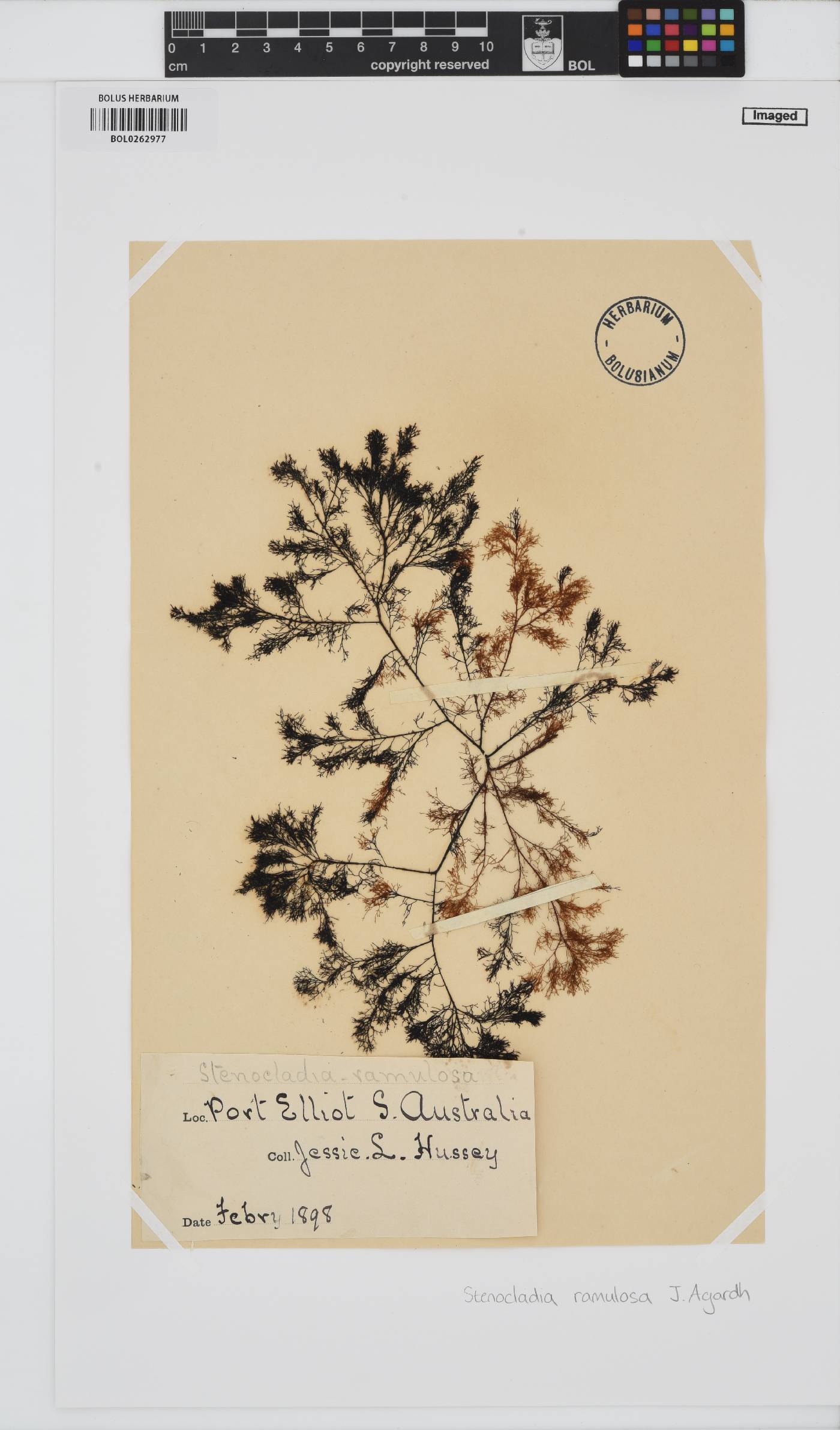 Melanema dumosum image