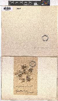 Dictyota dichotoma image