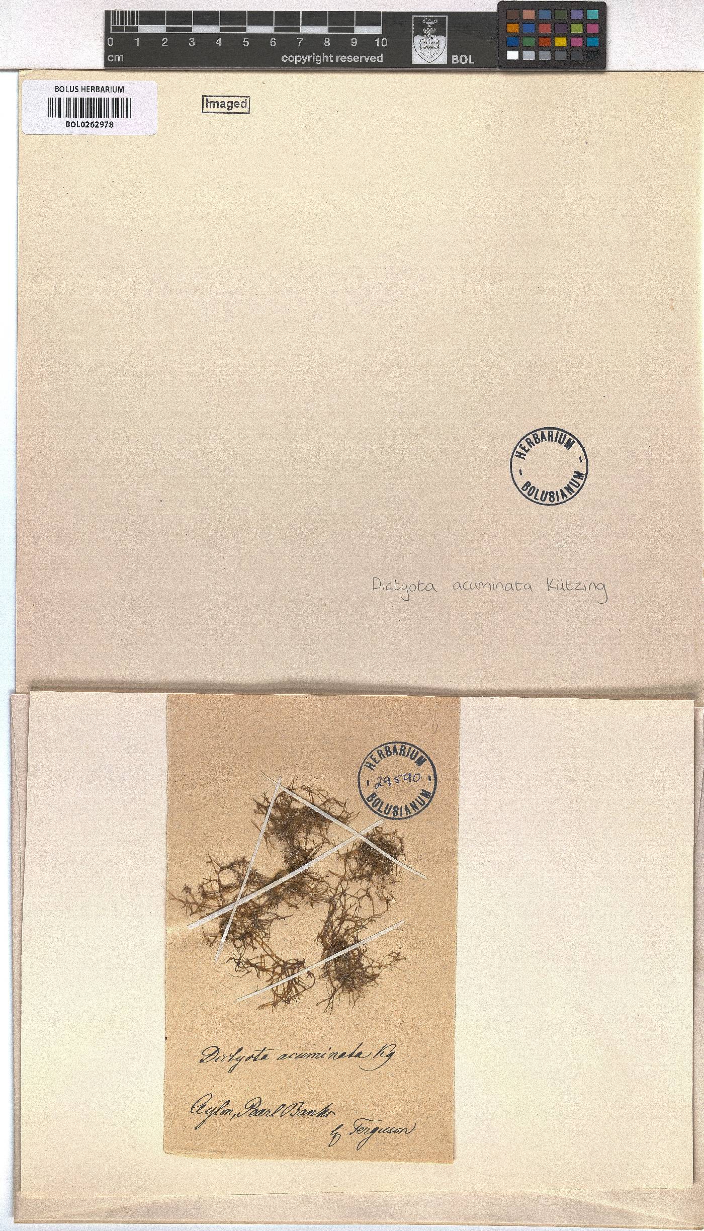 Dictyota dichotoma image