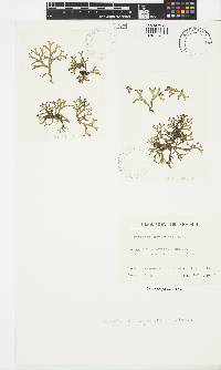 Image of Dictyota bartayresiana