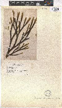 Image of Dictyota binghamiae