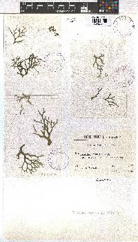 Canistrocarpus cervicornis image