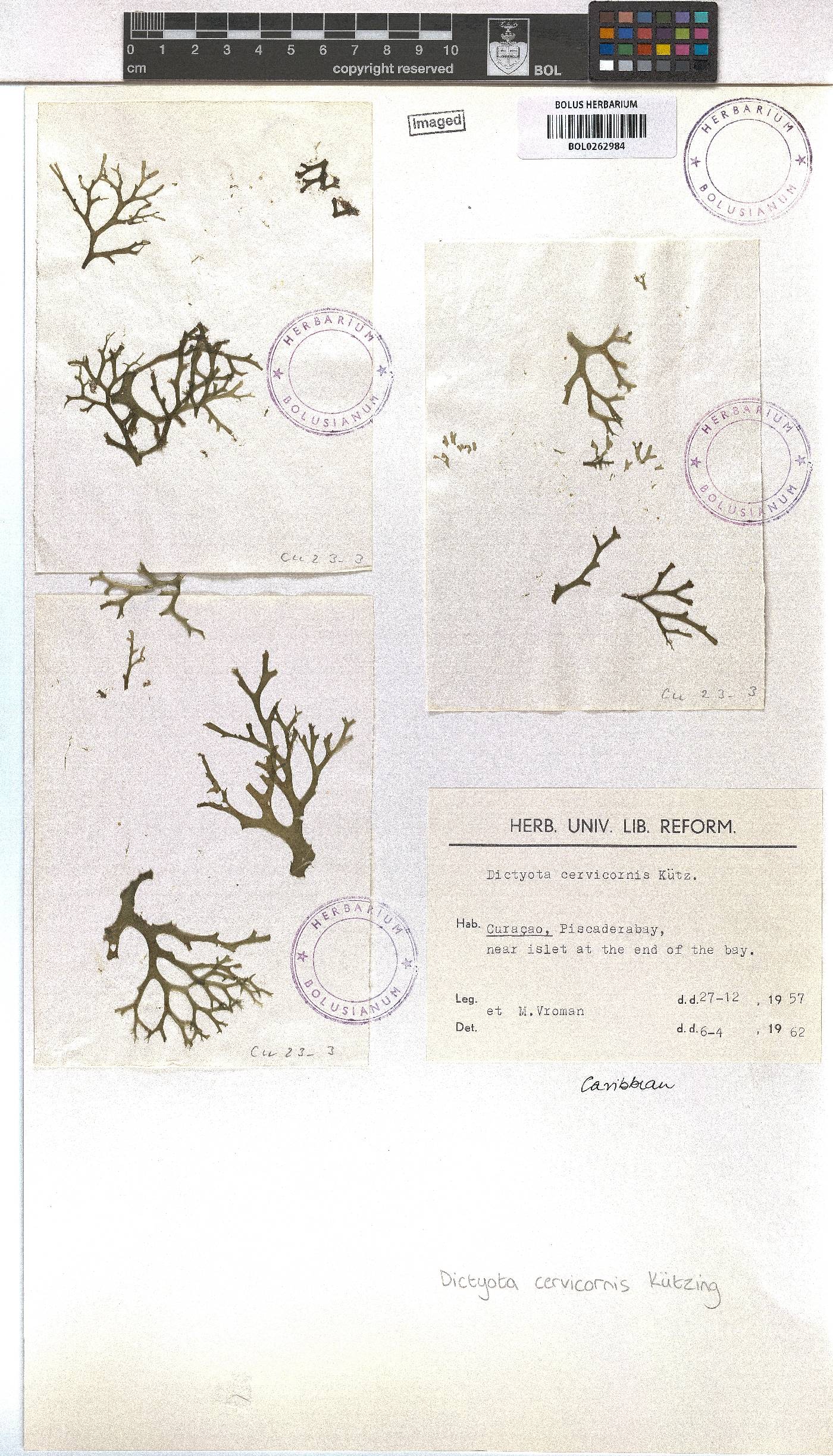 Canistrocarpus cervicornis image