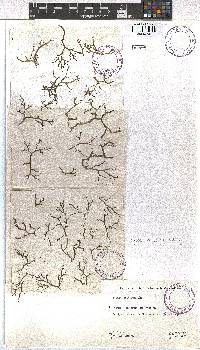 Canistrocarpus cervicornis image