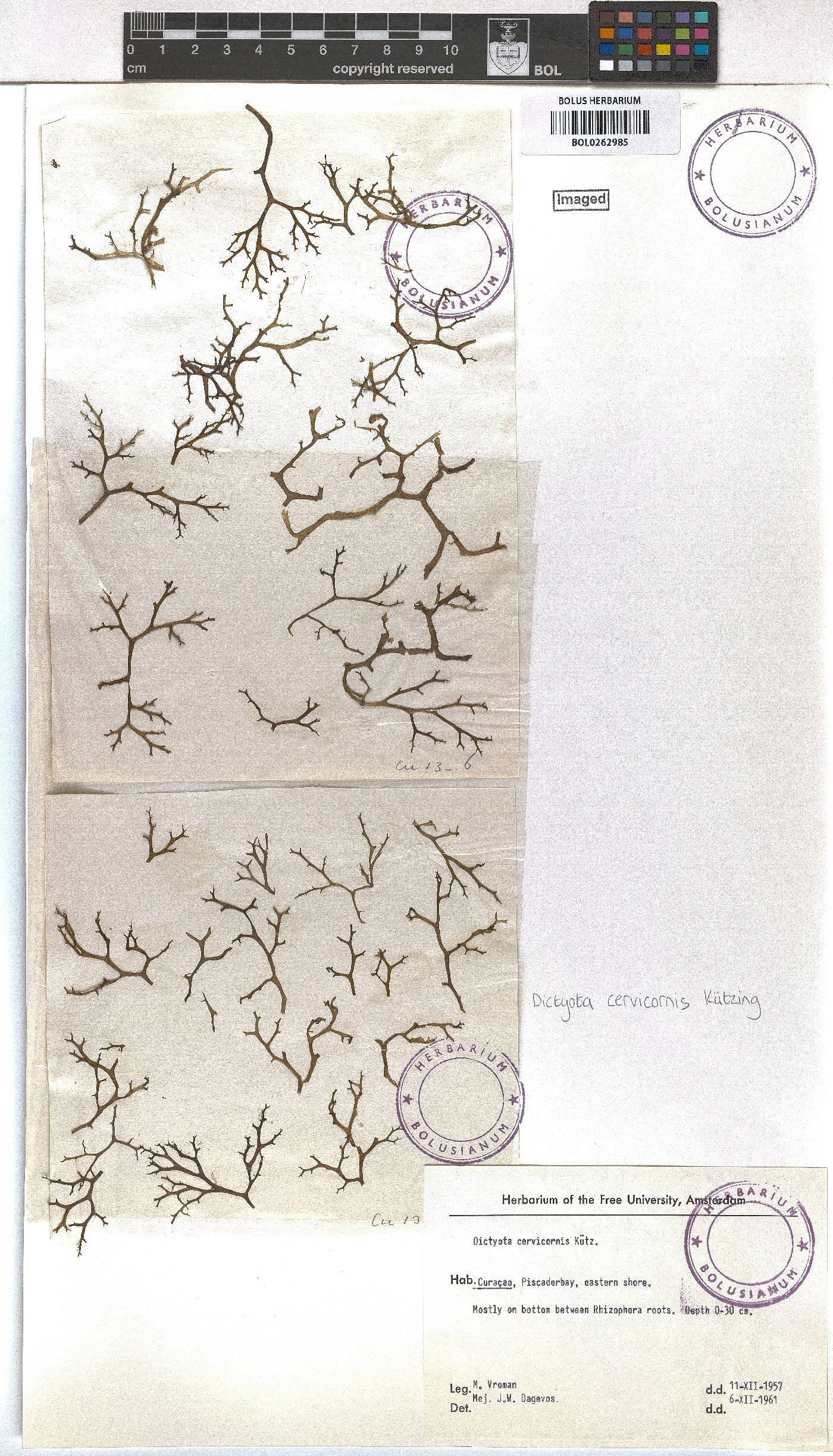 Canistrocarpus cervicornis image