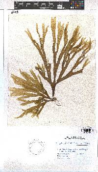 Dictyota ciliolata image