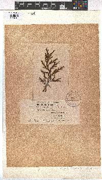 Image of Dictyota mertensii