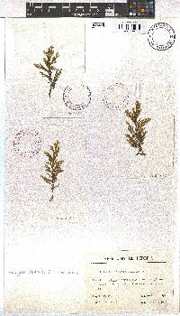 Dictyota mertensii image