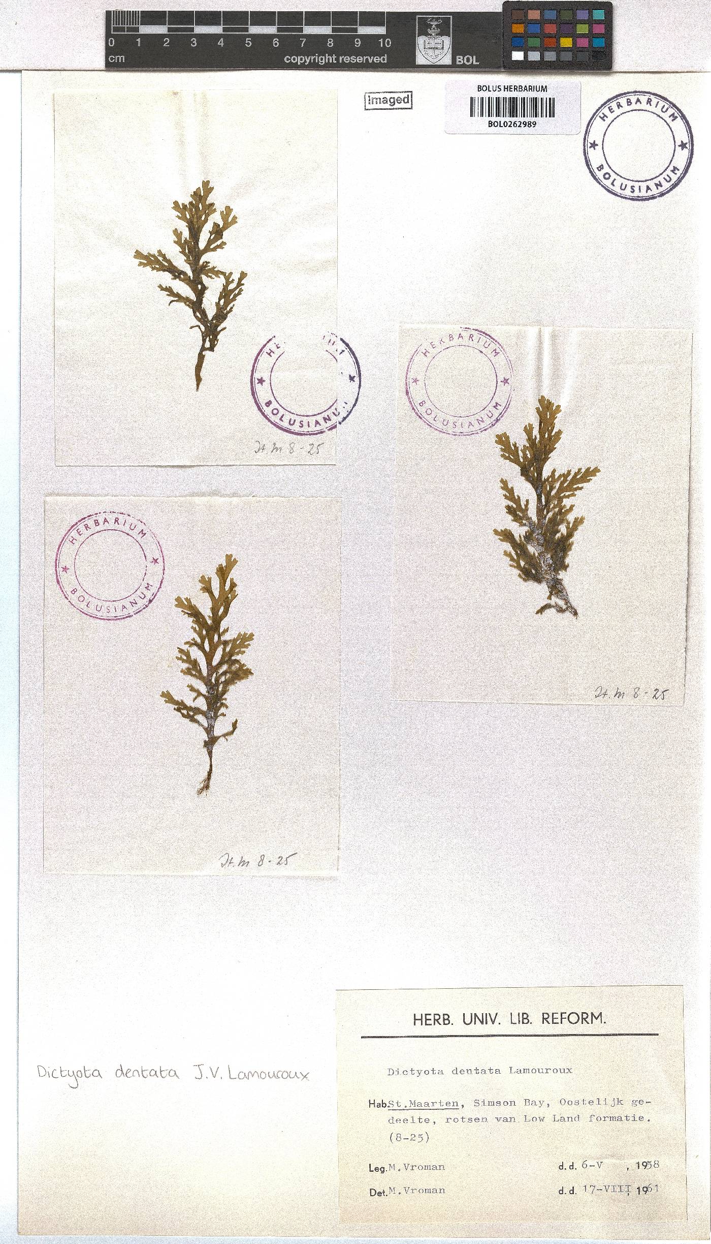 Dictyota mertensii image