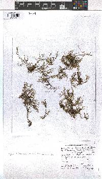 Dictyota dichotoma image