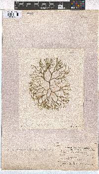 Dictyota dichotoma image