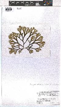 Dictyota dichotoma image