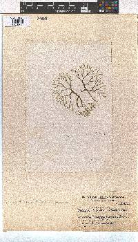 Dictyota dichotoma image
