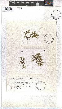 Dictyota dichotoma image