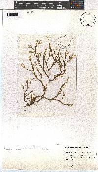Dictyota dichotoma image