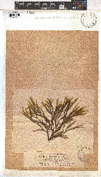 Dictyota dichotoma image