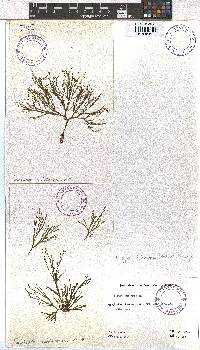 Dictyota dichotoma image