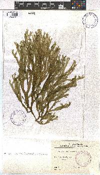 Dictyota dichotoma image