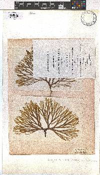 Dictyota dichotoma image