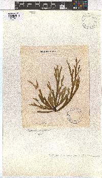 Dictyota dichotoma image