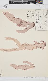 Pyropia columbina image