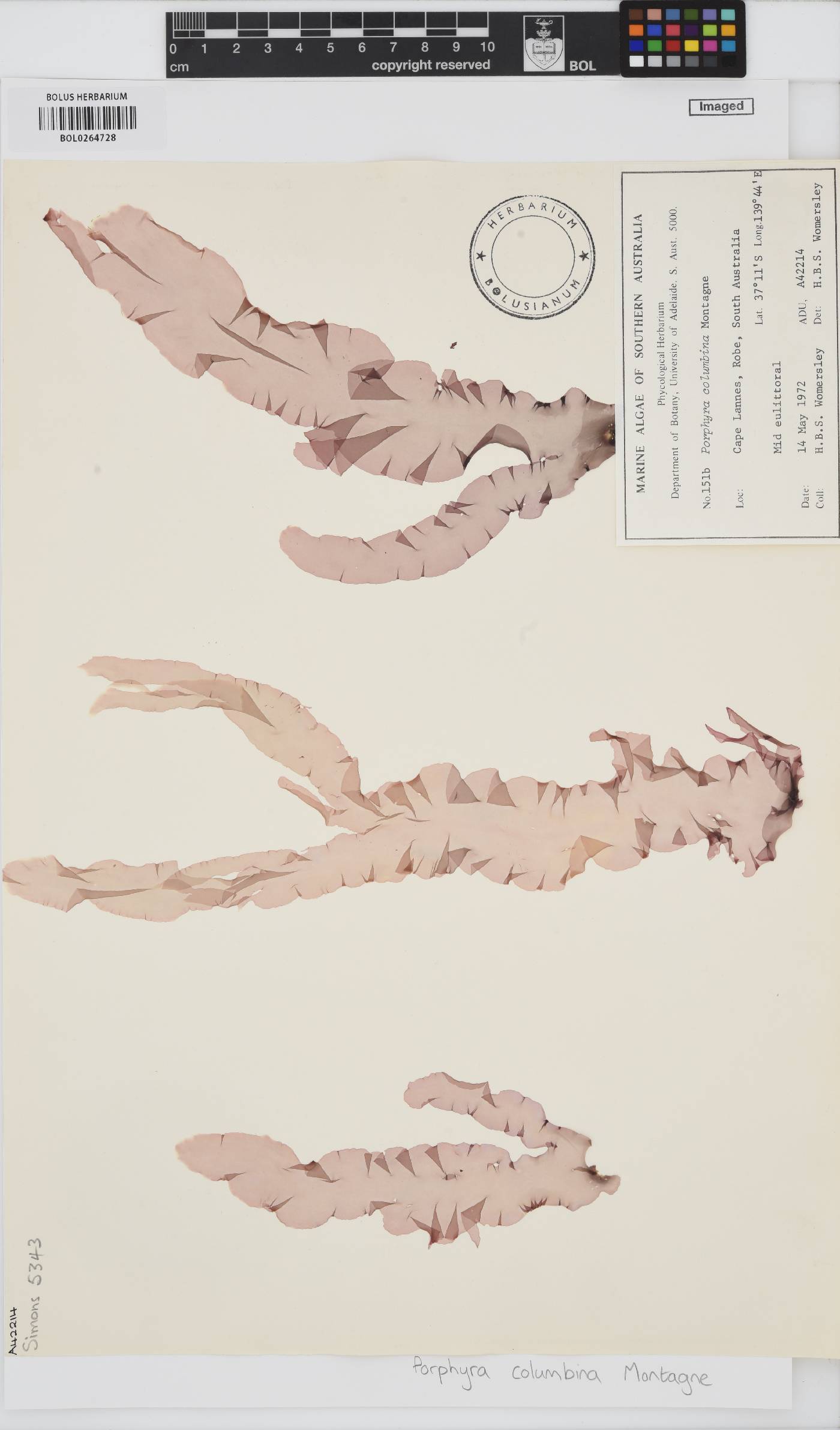 Pyropia columbina image